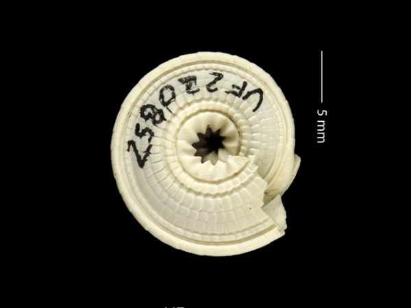 Architectonica nobilis | sundial | arquitecto