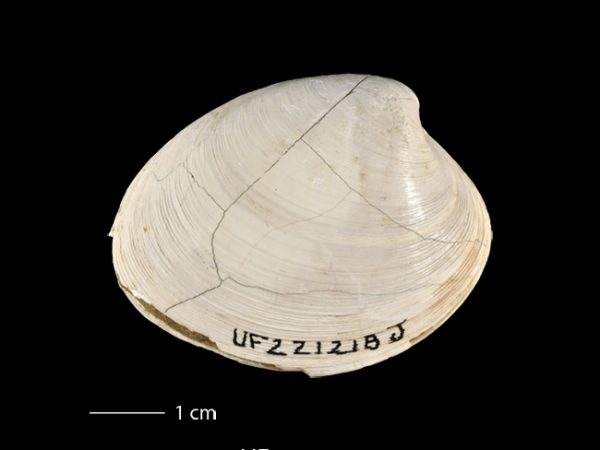 Agriopoma gatunensis | Gatun venus clam | almeja venus del Gatún