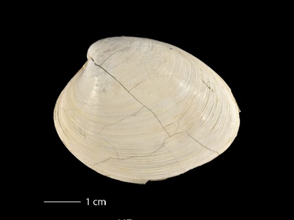 Agriopoma gatunensis | Gatun venus clam | almeja venus del Gatún