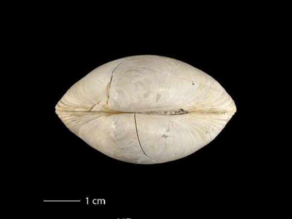 Agriopoma gatunensis | Gatun venus clam | almeja venus del Gatún
