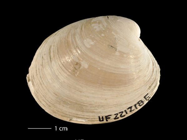 Agriopoma gatunensis | Gatun venus clam | almeja venus del Gatún
