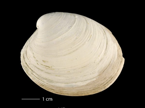 Agriopoma gatunensis | Gatun venus clam | almeja venus del Gatún