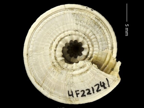 Architectonica nobilis | sundial | arquitecto