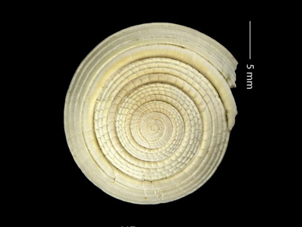 Architectonica nobilis | sundial | arquitecto