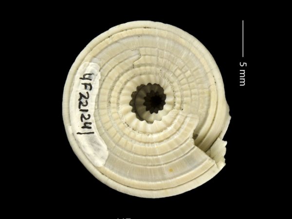 Architectonica nobilis | sundial | arquitecto