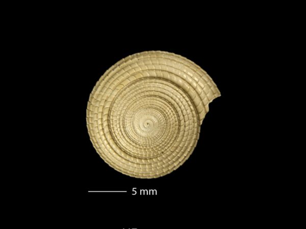 Architectonica nobilis | sundial | arquitecto