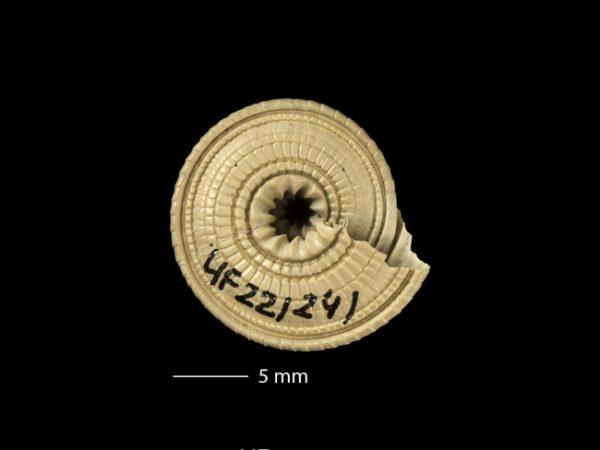 Architectonica nobilis | sundial | arquitecto