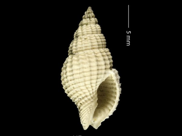 Antillophos gatunensis | beaded whelk | buccino de cuentas