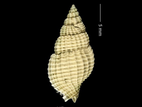 Antillophos gatunensis | beaded whelk | buccino de cuentas