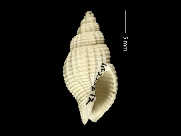 Antillophos gatunensis | beaded whelk | buccino de cuentas