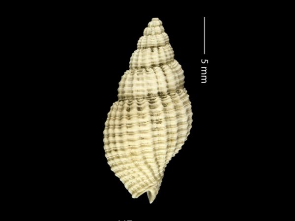 Antillophos gatunensis | beaded whelk | buccino de cuentas