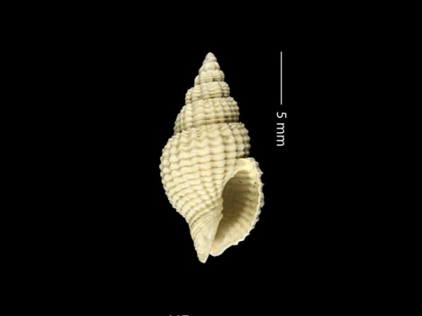 Antillophos gatunensis | beaded whelk | buccino de cuentas