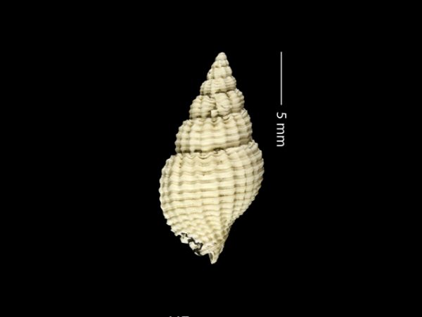 Antillophos gatunensis | beaded whelk | buccino de cuentas