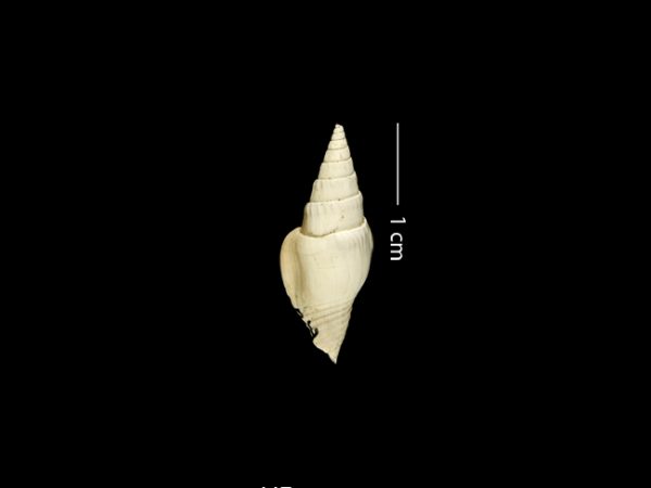Strombina lessepsiana | dove snail | caracol de paloma