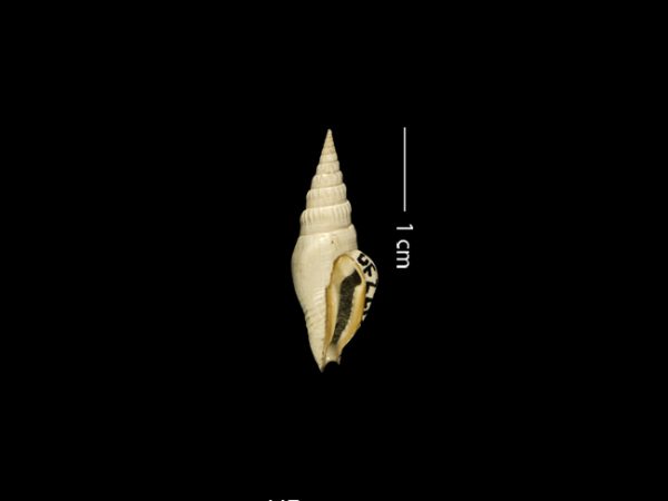 Strombina lessepsiana | dove snail | caracol de paloma