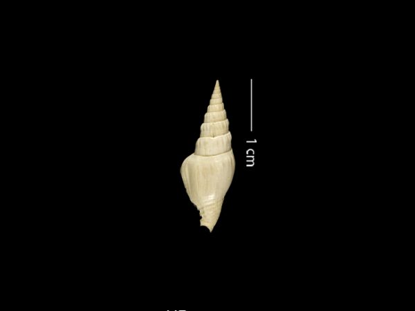 Strombina lessepsiana | dove snail | caracol de paloma