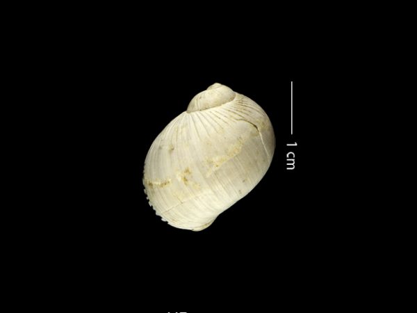 Stigmaulax guppiana | moon snail | caracol de luna or cachete