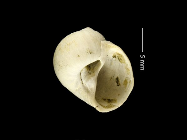 Stigmaulax guppiana | moon snail | caracol de luna or cachete