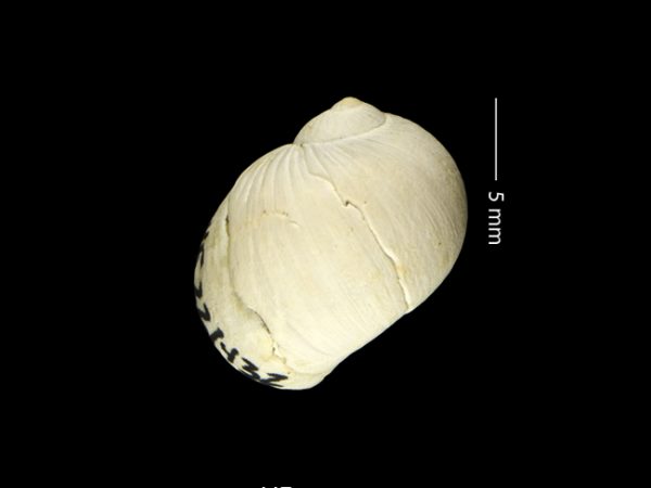 Stigmaulax guppiana | moon snail | caracol de luna or cachete
