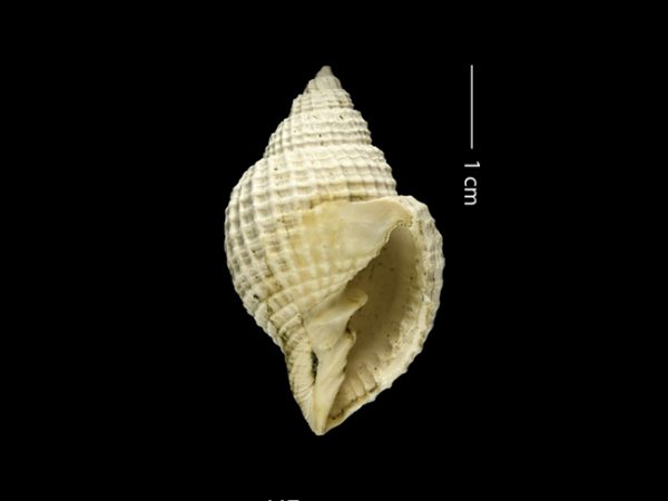 Bivetiella dariena | Darién nutmeg shell | nuezmoscada del Darién