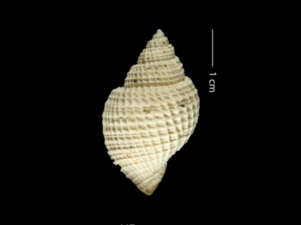 Bivetiella dariena | Darién nutmeg shell | nuezmoscada del Darién