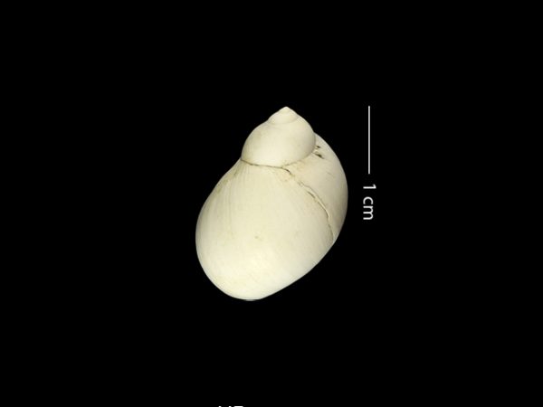 Polinices stanislasmeunieri | moon snail | caracol de luna or cachete