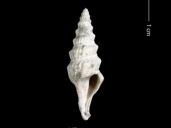 Clathrodrillia gatunensis | Gatún turrid | torreón de Gatún