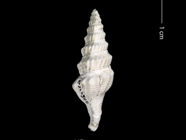 Clathrodrillia gatunensis | Gatún turrid | torreón de Gatún