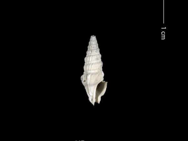 Clathrodrillia gatunensis | Gatún turrid | torreón de Gatún