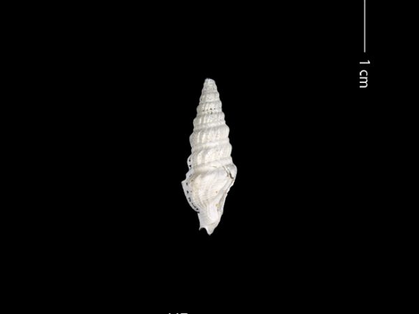 Clathrodrillia gatunensis | Gatún turrid | torreón de Gatún