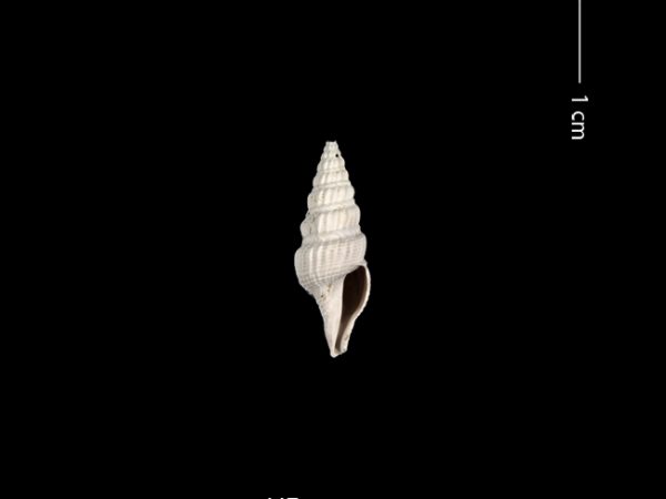 Clathrodrillia gatunensis | Gatún turrid | torreón de Gatún