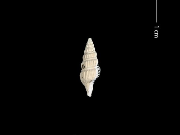 Clathrodrillia gatunensis | Gatún turrid | torreón de Gatún