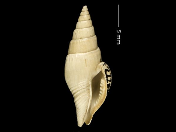 Strombina lessepsiana | dove snail | caracol de paloma
