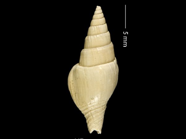 Strombina lessepsiana | dove snail | caracol de paloma