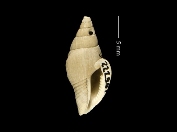 Strombina lessepsiana | dove snail | caracol de paloma