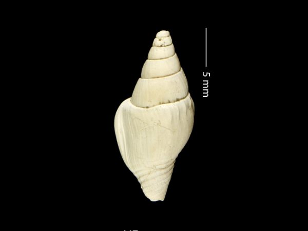 Strombina lessepsiana | dove snail | caracol de paloma