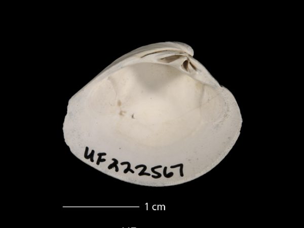 Panchione mactropsis | Venus clam | almeja venus