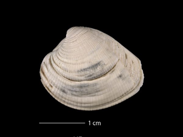 Panchione mactropsis | Venus clam | almeja venus