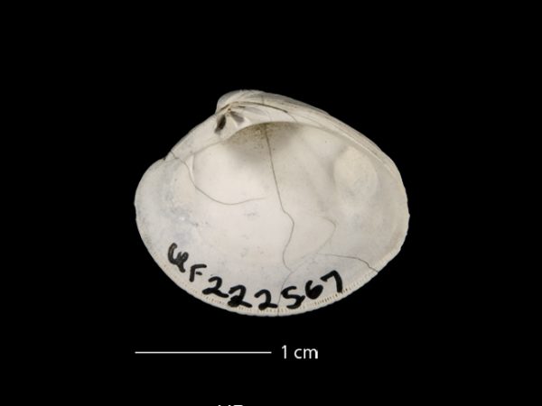 Panchione mactropsis | Venus clam | almeja venus