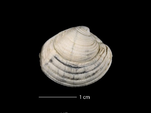 Panchione mactropsis | Venus clam | almeja venus