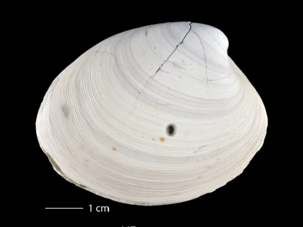 Agriopoma gatunensis | Gatun venus clam | almeja venus del Gatún