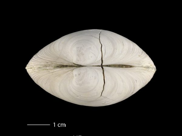Agriopoma gatunensis | Gatun venus clam | almeja venus del Gatún