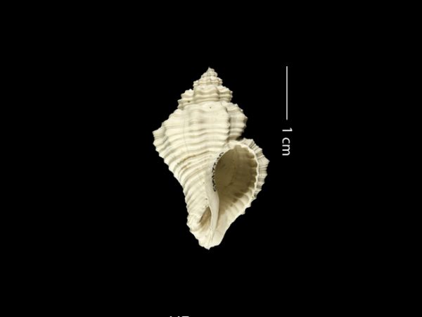 Solenosteira dalli | whelk | bocina