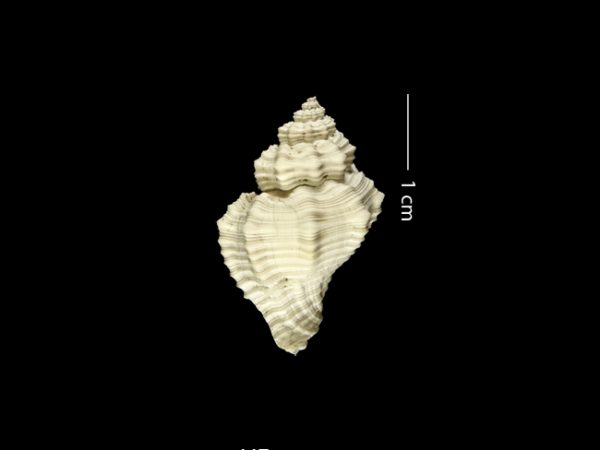 Solenosteira dalli | whelk | bocina
