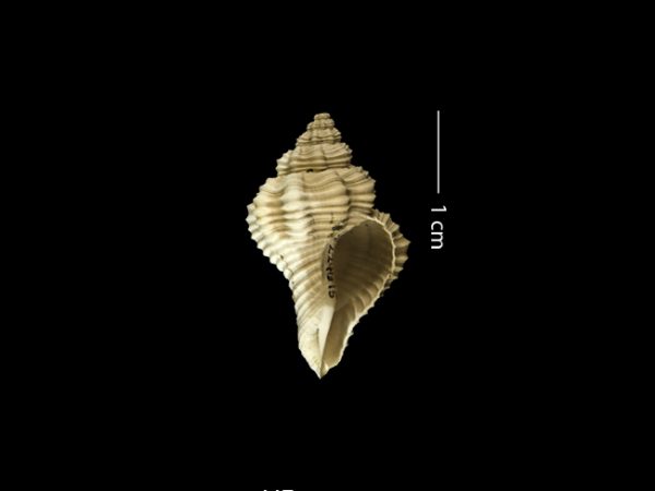 Solenosteira dalli | whelk | bocina