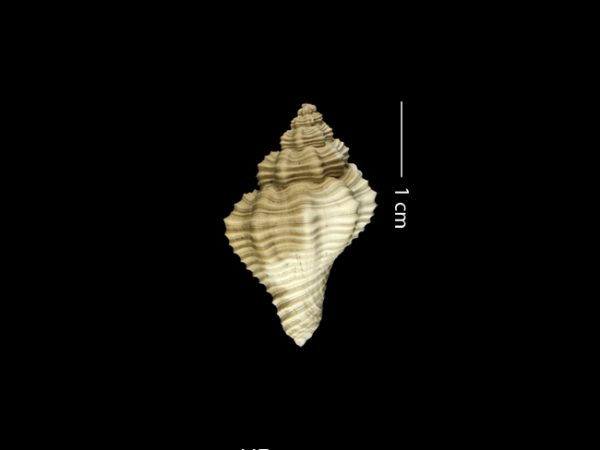 Solenosteira dalli | whelk | bocina