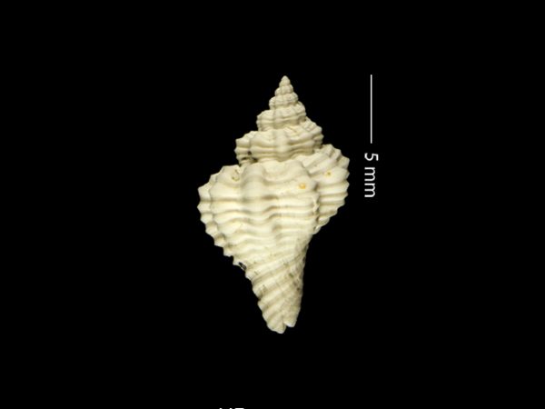 Solenosteira dalli | whelk | bocina