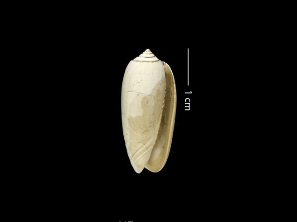 Oliva gatunensis | olive shell | aceituna de Gatún