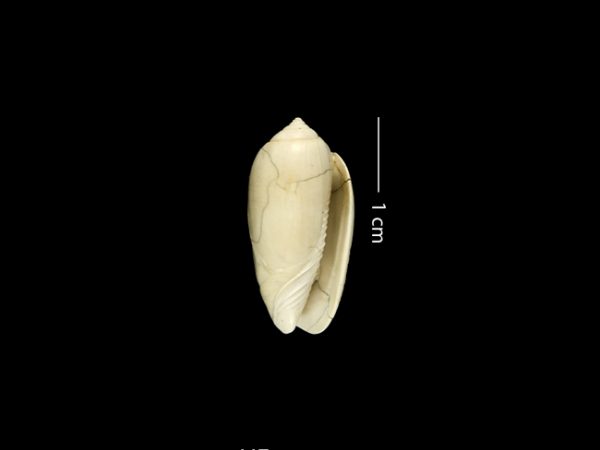 Oliva gatunensis | olive shell | aceituna de Gatún