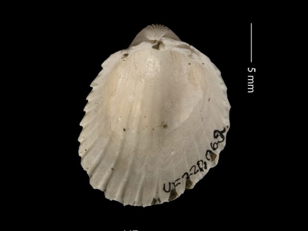 Apiocardia n. sp. | white cockle | berberecho blanco or cardo blanco